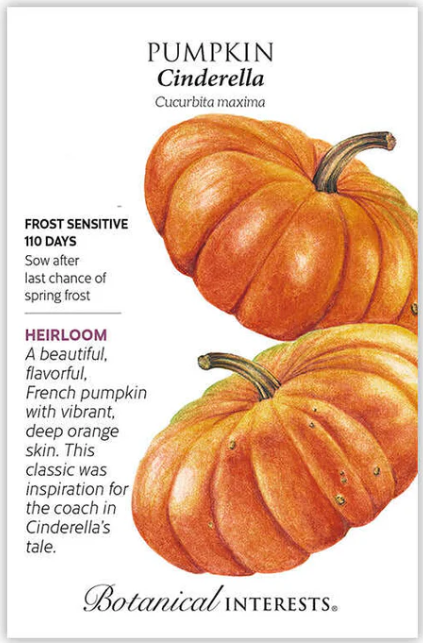 Cinderella Pumpkin