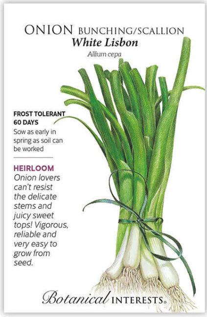 Lisbon Bunching Onion