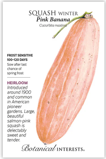 Pink Banana Winter Squash