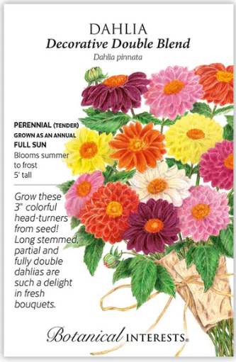 Decorative Double Blend Dahlia
