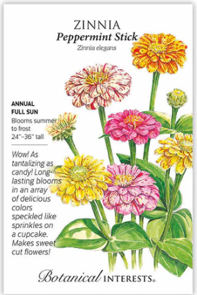 Peppermint Stick Zinnia