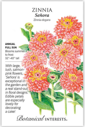 Senora Zinnia
