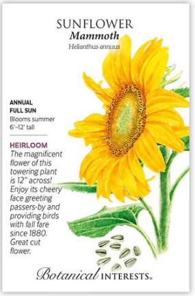 Mammoth Sunflower