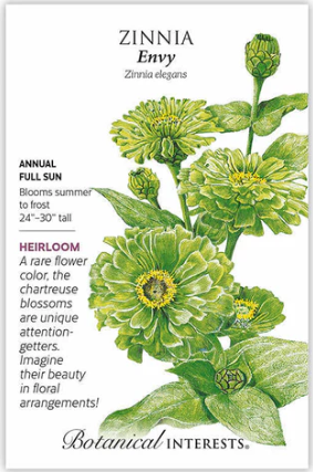 Envy Zinnia