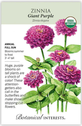 Giant Purple Zinnia