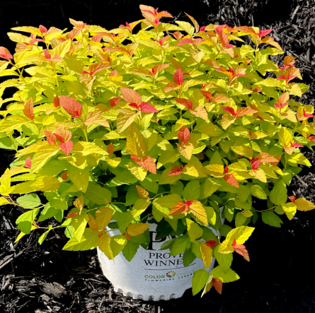 SG Spirea Candy Corn