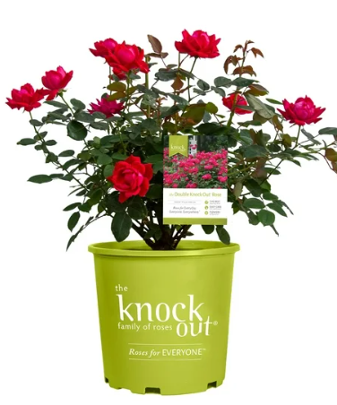 Knock Out Rose