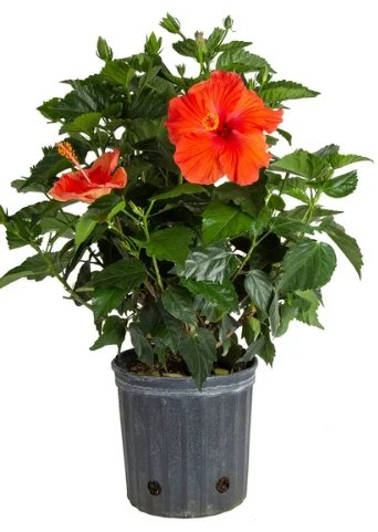 Hibiscus