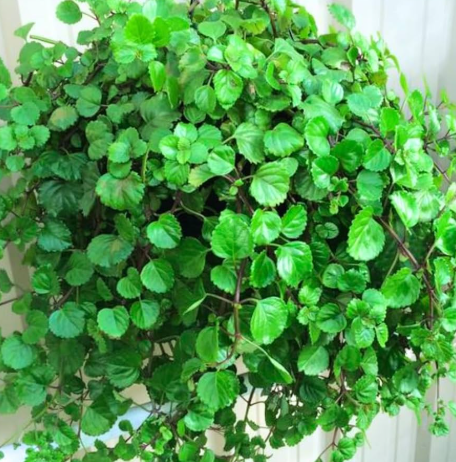 Swedish Ivy
