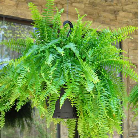 Fern