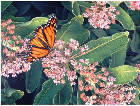 Monarch on Milkweed Puzzle