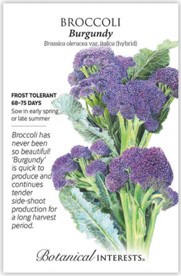 Burgundy Broccoli