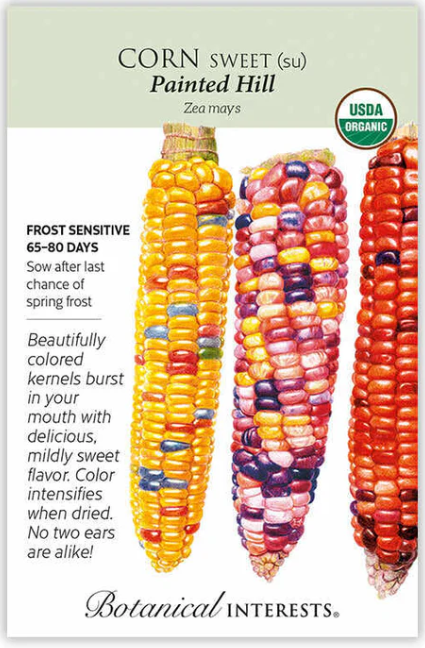 Painted Hill Sweet Corn