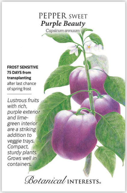Purple Sweet Pepper