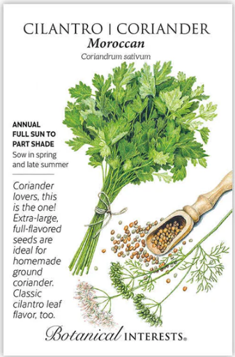 Cilantro