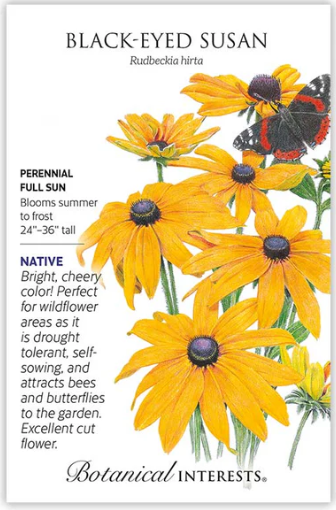 Black Eyed Susan