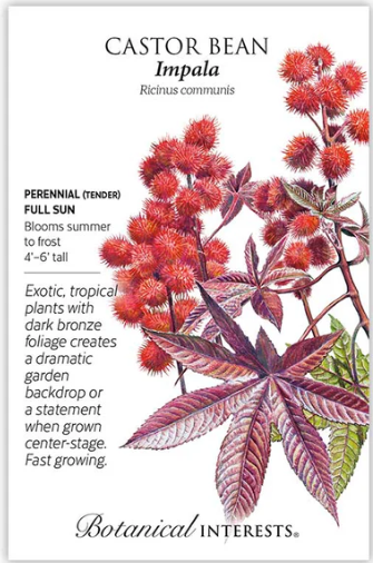Castor Bean