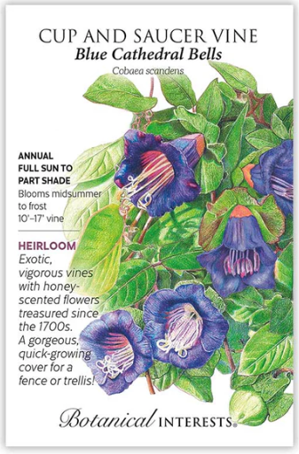 Blue Cathedral Bells Cup and Saucer Vine