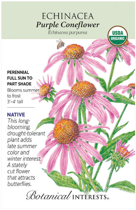 Purple Coneflower Echinacea
