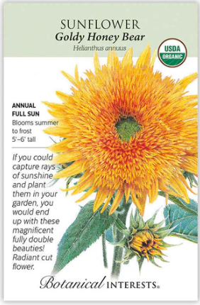 Goldy Honey Bear Sunflower