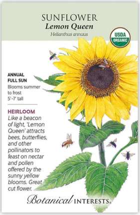 Lemon Queen Sunflower