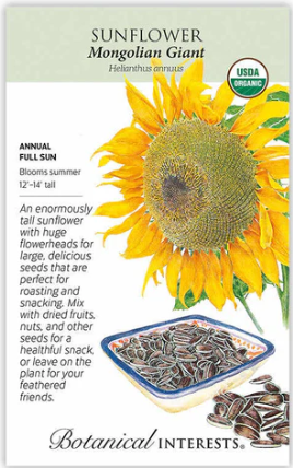 Mongolian Giant Sunflower