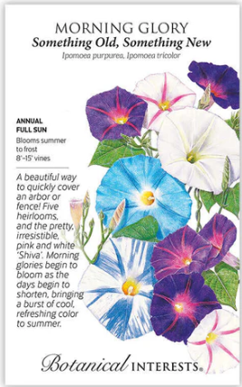 Something Old Something New Morning Glory