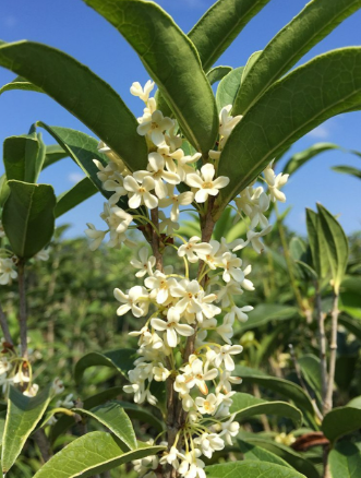 Tea Olive (Large 7 Gal)