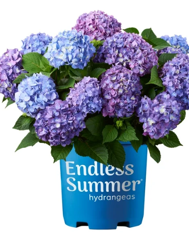 Hydrangea (Small 2 Gal)