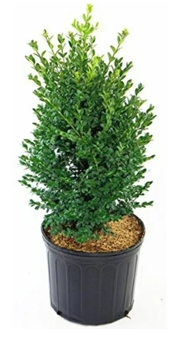 Boxwood