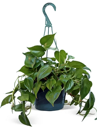 Heart Shaped Philodendron