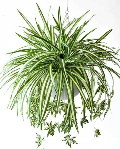 Spider Plant (Airplane) Hanging