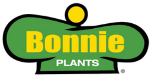 Bonnie Big Boy Tomato 6 pack